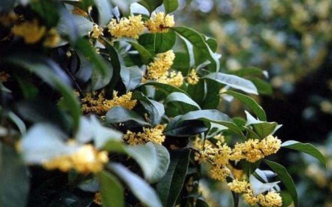 茶花|8月以后,5种花别再修剪了,否则难开花,新手需谨记