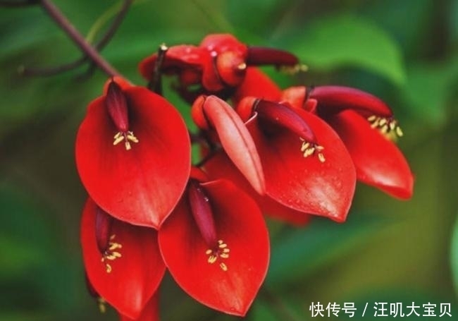 长寿花入室要“虐养”,“砍一刀”喂点水,“独苗”绽放层叠群花