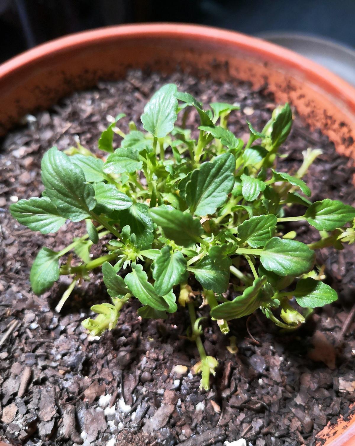 球菊球菊|花朵中的“爆花机器”,初秋正是生长旺季,越“掐”花越多