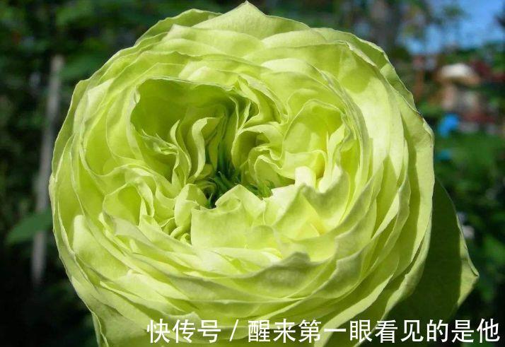 郁金香郁金香|4种花超受欢迎的,四季开花不断,阳台变成小花园,漂亮好养