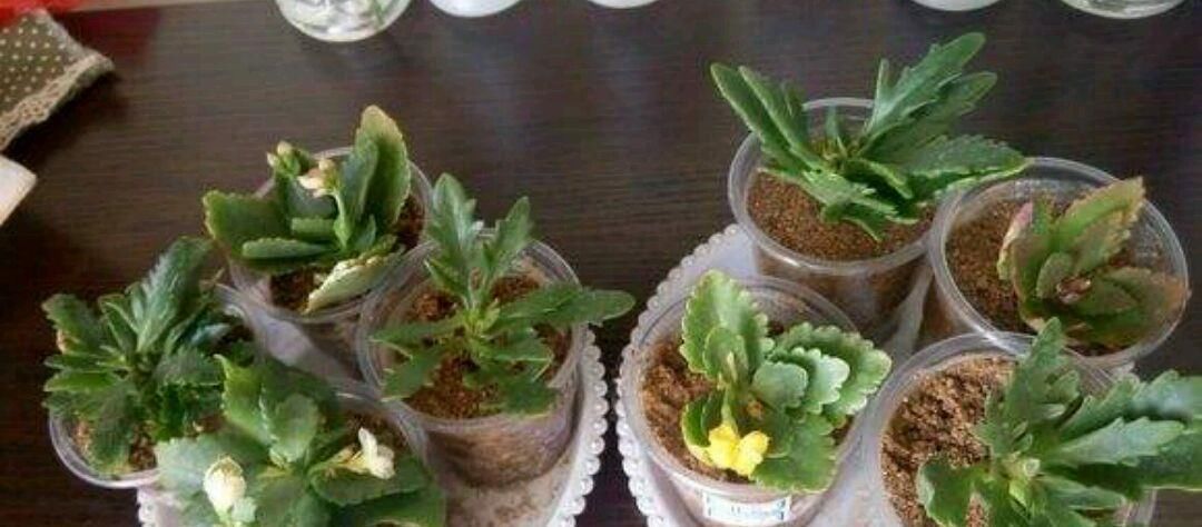 夏天|夏天偏爱长寿花,花开满园需要这样做