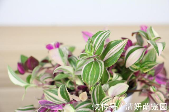 花花|家里养婚礼吊兰,气质优雅观赏性强,邻居看了都喜欢