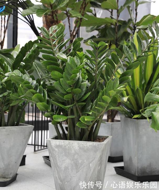 补充水分|这些镇宅盆景摆放在客厅,可让人身心愉悦,最受富人青睐