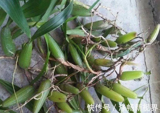 农村6种难得野味,好吃但是难找,全吃过的人不多,你吃过几种