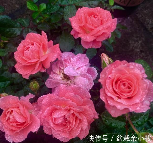 一款超级香的阳台盆栽花,花朵也漂亮,四季都开花,养护也不难