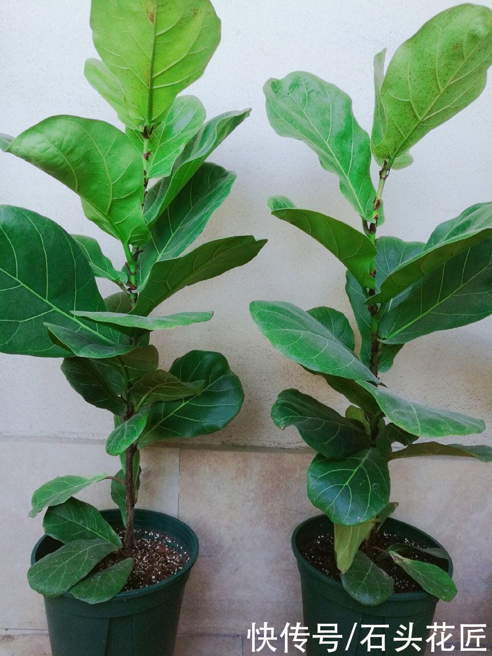 富贵竹|家里有5种花，春天记得“打头”修剪1下，这样才能长“饱满”