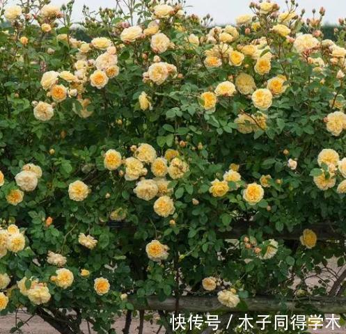 欢笑|种草黄色系月季,它绝对是一个开花机器