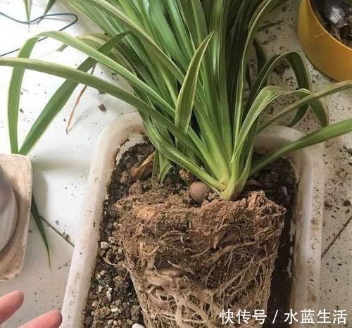 生根|用“土方法”制作的花肥，才是养花“万能肥”，养啥旺啥