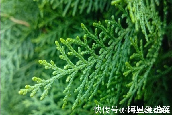 洗头|有白头发别着急染,常见的树叶煮水洗头,使头发更加乌黑亮丽