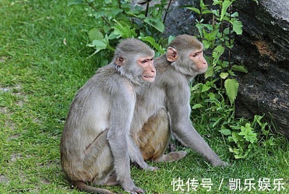 猴子|生肖猴,你名字中若带有这些“字”,一生福泽深厚,财源不断!