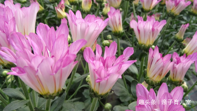 喜欢养菊，不如养”新品名菊“粉荷，花姿美丽淡雅，阳台变花海！