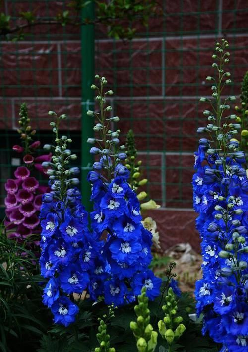 它名“大花飞燕”,花朵又大又密,一枝开100朵,好看好养