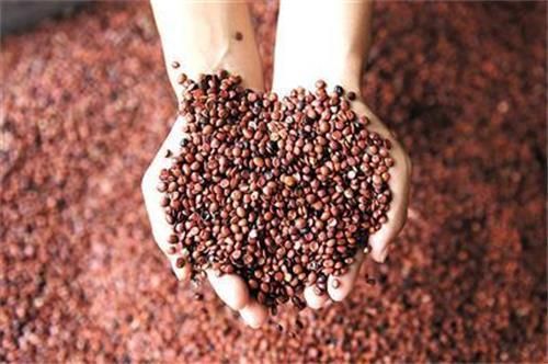 酸枣仁汤|治疗失眠，不要再迷恋万能的“酸枣仁”了，吃多了可能“上瘾”？