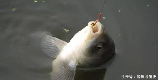 钓鱼二十年，如今才晓得，这三种鱼情的用漂“办法”，学会别外传