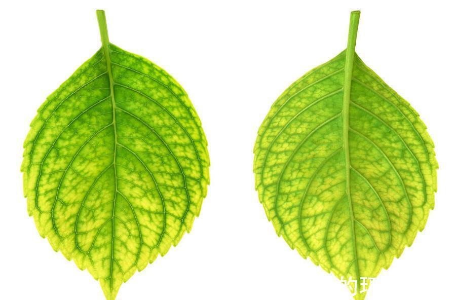 ph值|铁肥的作用和使用方法,知道后会受益良多