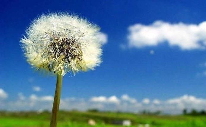 蒲公英|55岁舅舅,因一壶蒲公英水,被送进医院,提醒蒲公英禁忌要知晓