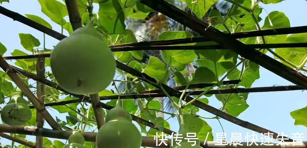 茄瓜|入秋后,6种瓜多晒点,晒干后比新鲜的好吃,冬天不用买菜了!