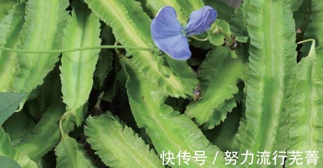 品相|被长相耽误的4种蔬菜，看着下不去口，吃过就停不下来！