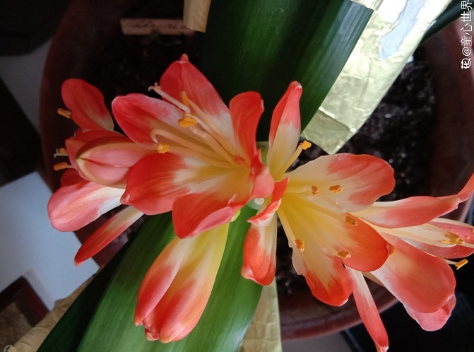 叶片|君子兰夹箭不开花,找根棉签擦一下,花箭立马钻出来!