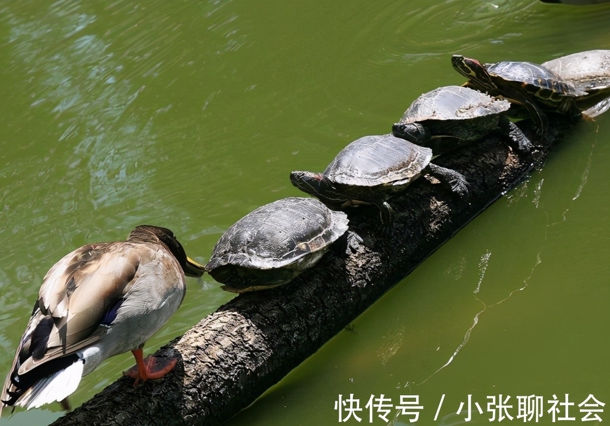 10号钩挂玉米都被干弯了！浑身绿得发黑，钓友：烫手别放生