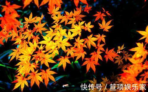 胆固醇|入秋后多喝汤汤水水,营养师教你喝一种汤、一种羹、一种水来养生