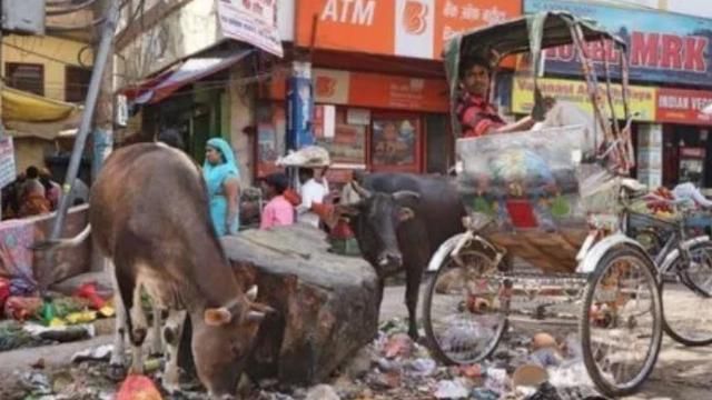 尊贵|印度“牛粪饼”一盒近30元,牛粪越多越尊贵,亚马逊上经常卖脱销