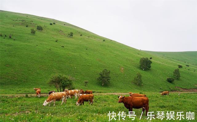 马儿|中国避暑的首选目的地，自驾爱好者的天堂，一路风景如画