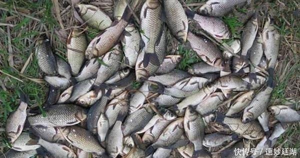 冬钓鲫鱼，这些鱼窝可以“看”出来，遇上别放过，这里下竿准没错