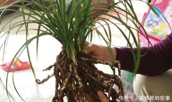 搜集的干松针,养花该怎么处理,如何用?