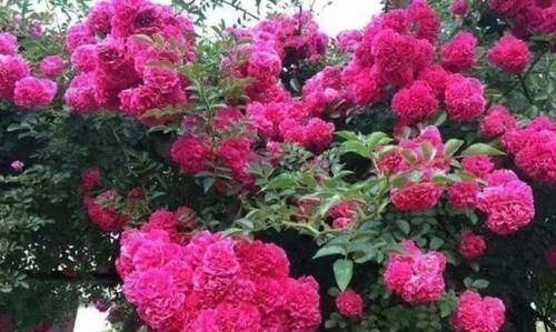 3种花，花朵大、颜色艳，一养就上瘾，抓紧养一盆