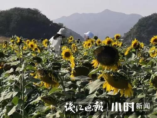 周五|花朵基本凋谢，双浦铜鉴湖花海周五起暂停开放进行养护，大家不要跑空了