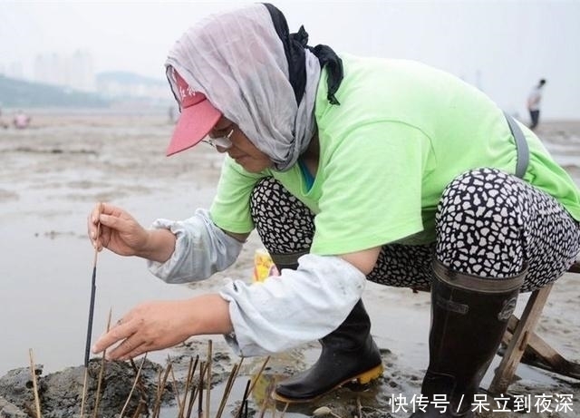 女子用“毛笔”钓出这东西,市场卖30一斤,一天能钓三十多斤