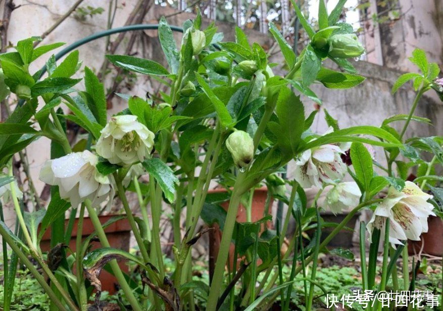 羽衣甘蓝|家有小院,就养7种“耐寒花”,从秋到春不寂寥,冬天也有花看