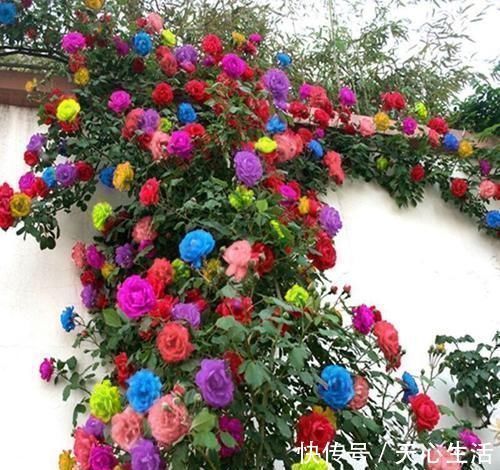 盆栽|怪不得老公把发财树扔了,现阳台流行种此花卉,香飘满屋更迷人