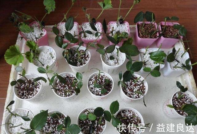 入秋扦插6种花，7天就生大白根，告别黑腐烂，花开量大