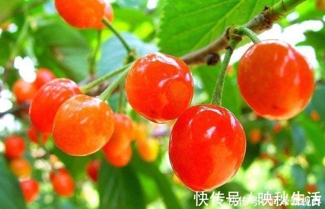 皱纹|女人过了45岁,常吃以下3种水果,能养肝明目,淡斑防皱纹