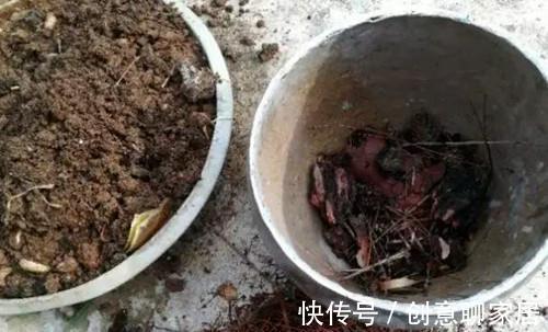 养花旧土不要扔,自己在家简单处理变新土,照样可以养花