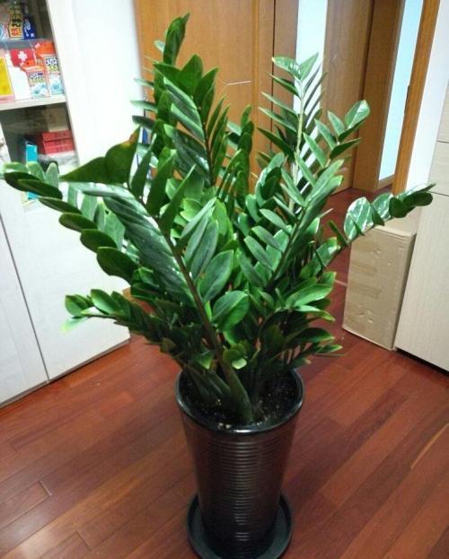 客厅养花选它,好养又好看,寓意好颜值高,聪明人都爱养!