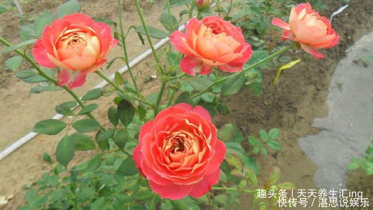 玫瑰|喜欢牡丹,不如养“稀有玫瑰”宠爱小姐,金蕊红衣,甚是美艳!