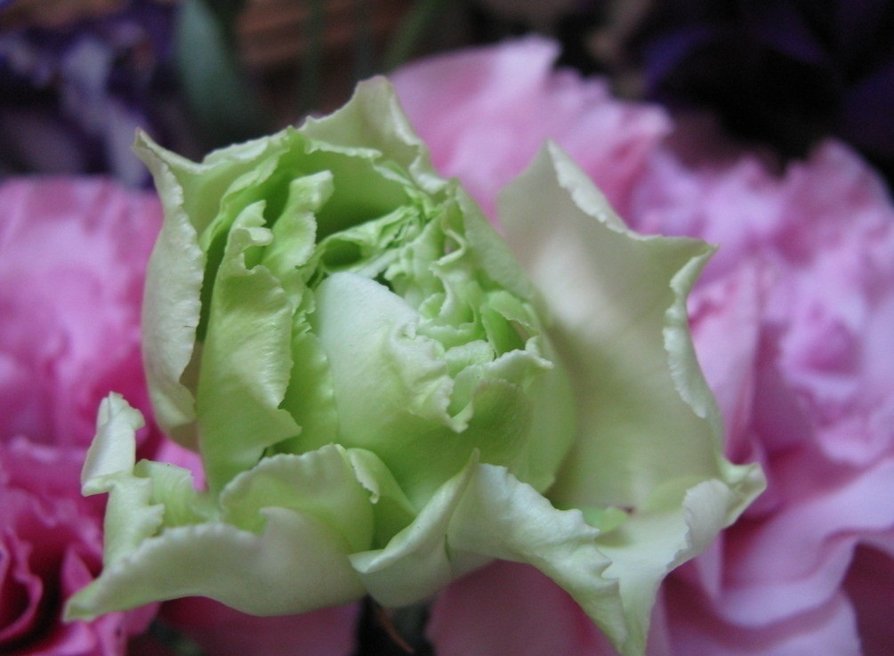 此花所代表的是永恒不变的爱,是象征了永恒和纯洁的花