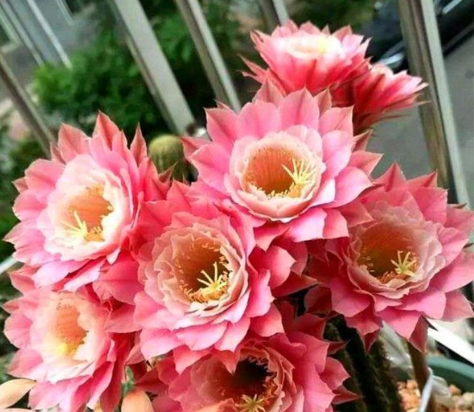 “1种花”开花特漂亮,却从来不长叶子,漂亮又好养,一养就上瘾