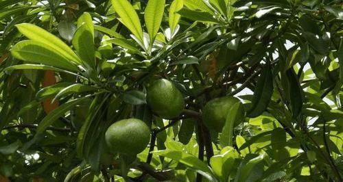 这种不起眼的果树,毒性超乎你的想象,10年间已致死500余人