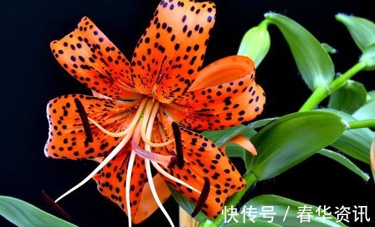 新手养卷丹百合,厨房弄点“它”,一分钱不用,盆盆“花儿爆”