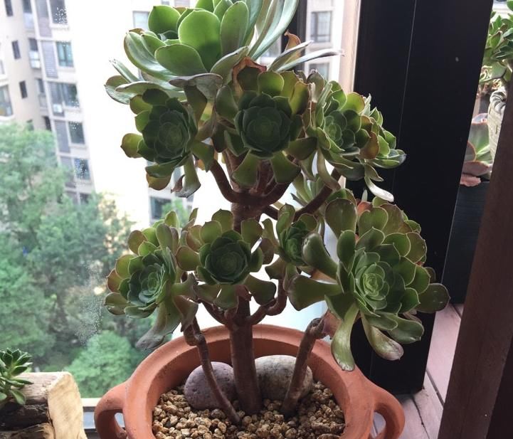 养花种草、培育果蔬，准备上植物通用缓释肥，更长肥效更安全