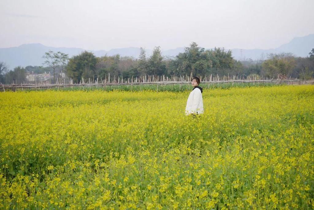 古韵|儿童急走追黄蝶，飞入菜花无处寻。此处风景独美！