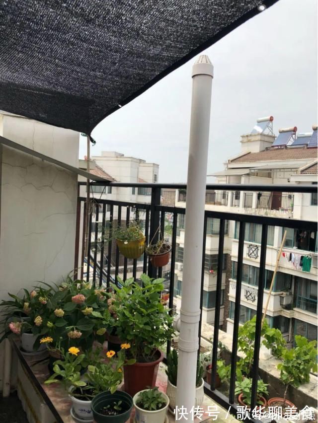夏天养花,这个地方千万别摆,否则3天死翘翘