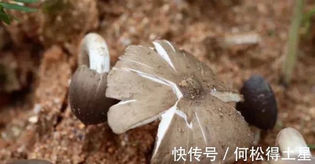 玉米地|风水宝地云南玉米地中突然出现40多窝鸡枞菌，到底是何原因！