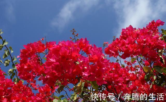 叶施|三角梅开花越来越少,是“它”在作怪,盆里撒1把粪,下次开爆盆