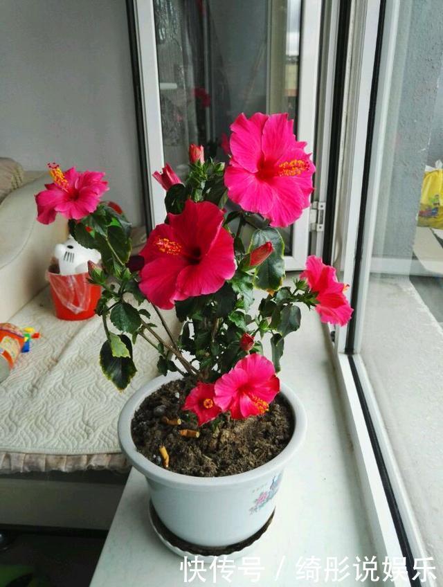 绿萝|别再养绿萝多肉了,这种盆栽,四季开花,漂亮喜庆,还非常好养