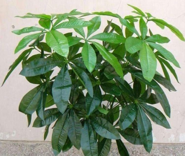 最适合新手养的4种花,沾土就活,枝繁叶茂,是净化空气的小能手